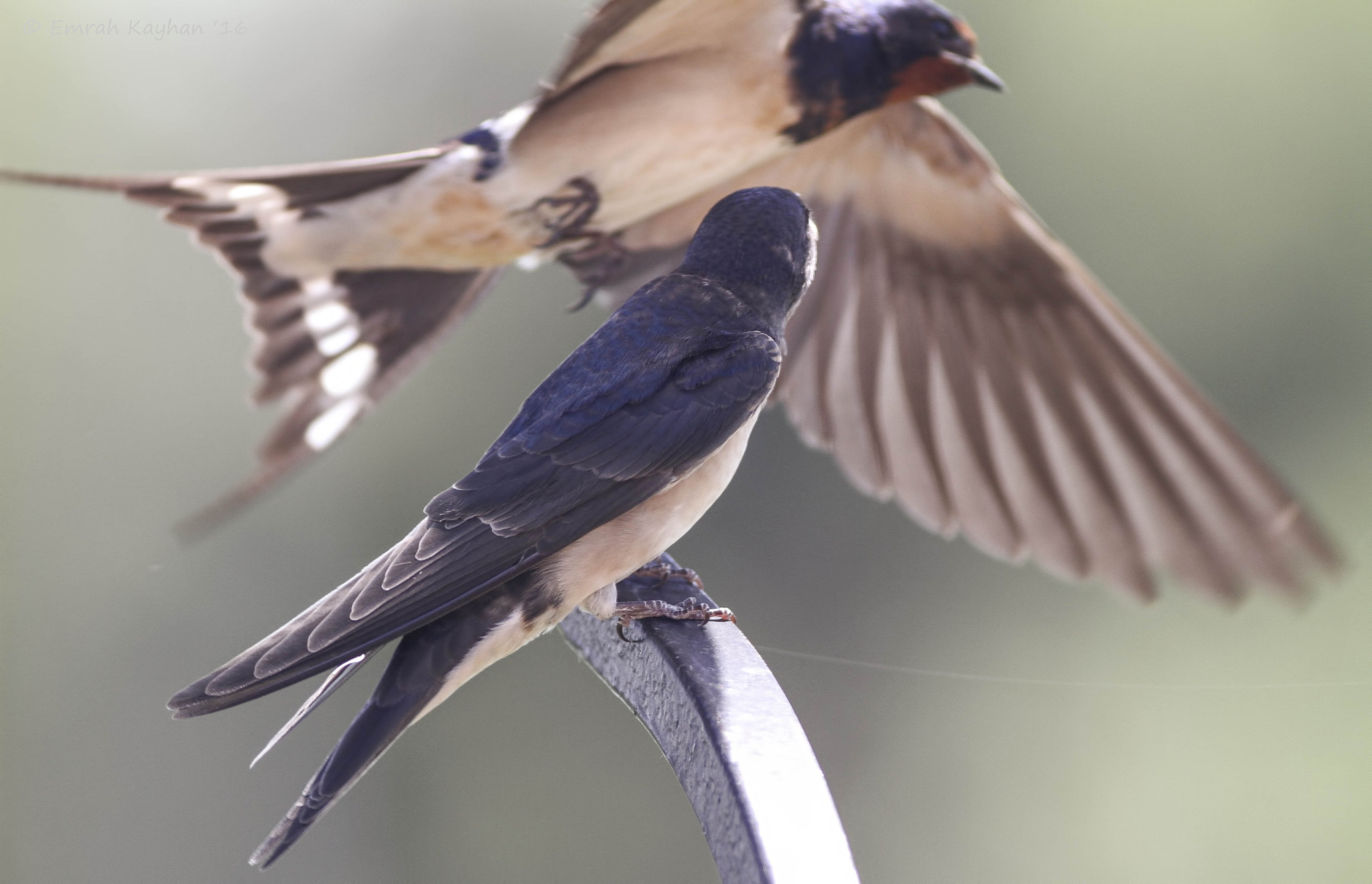 Canon EOS 7D + Canon EF 400mm F5.6L USM sample photo. Barn swallow photography