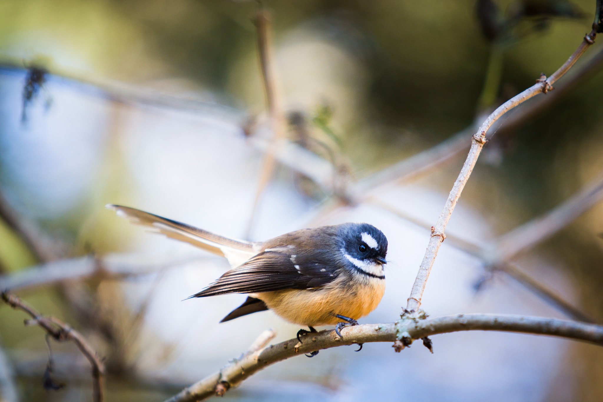 Canon EF 70-200mm F2.8L USM sample photo. Fan tail photography