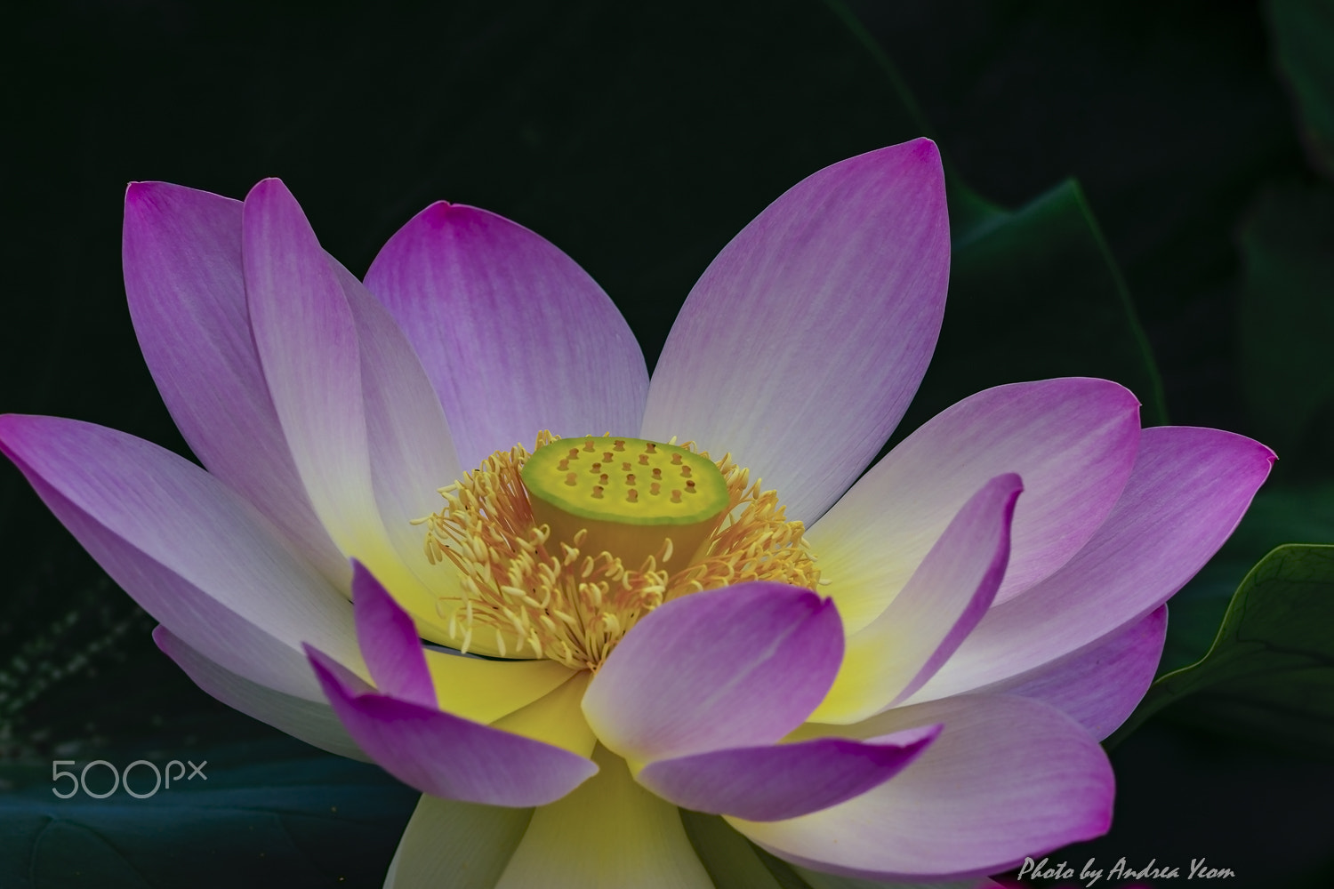Nikon AF-S Nikkor 70-200mm F2.8G ED VR II sample photo. Welcome bees photography