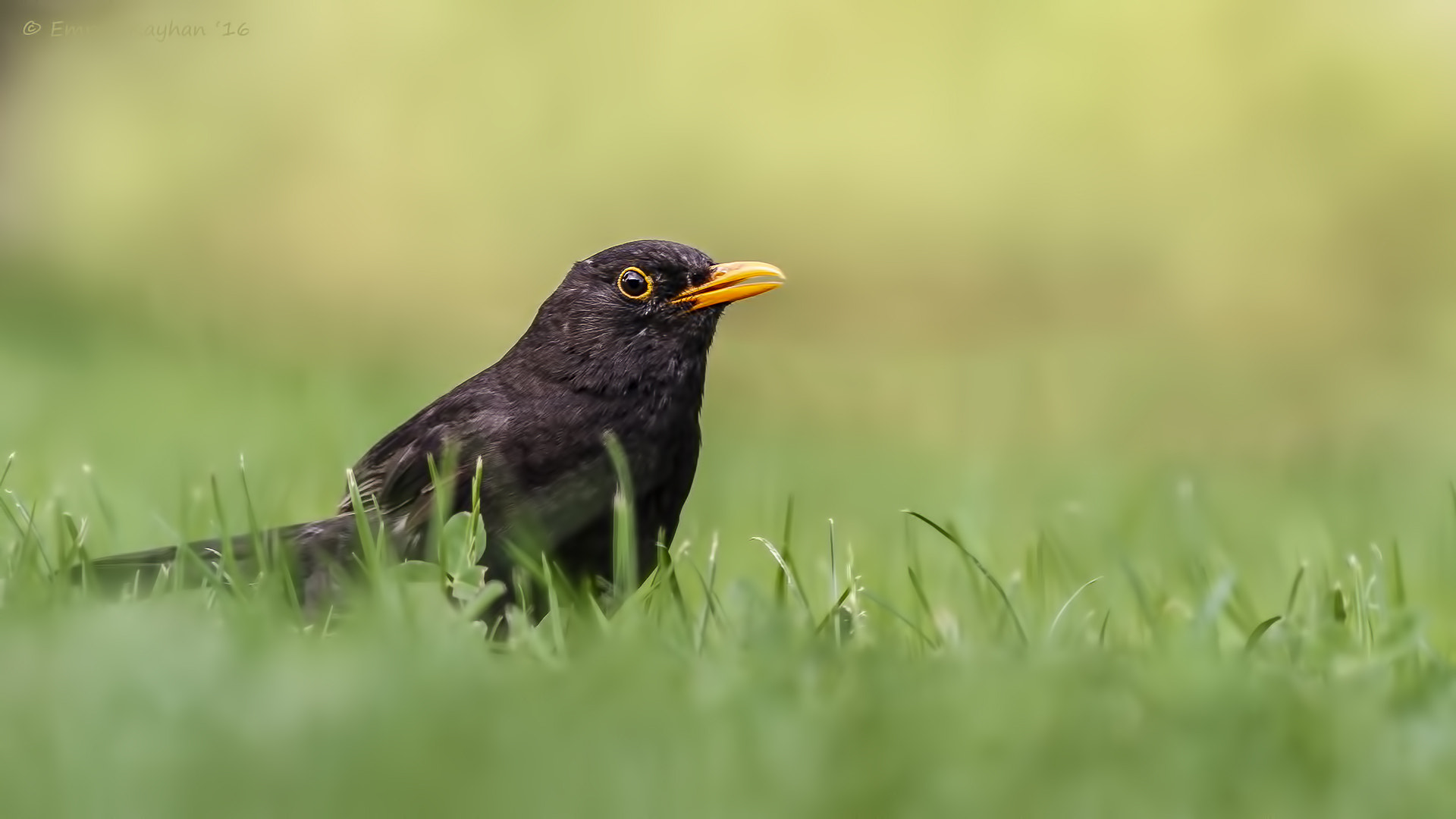 Canon EOS 7D + Canon EF 400mm F5.6L USM sample photo. Common blackbird photography