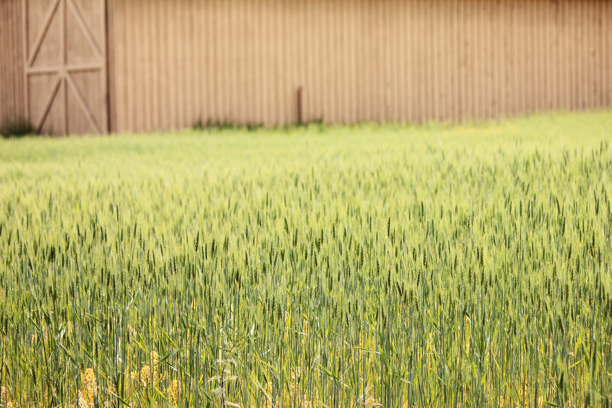 Canon EF-S 55-250mm F4-5.6 IS II sample photo. Wheat field photography