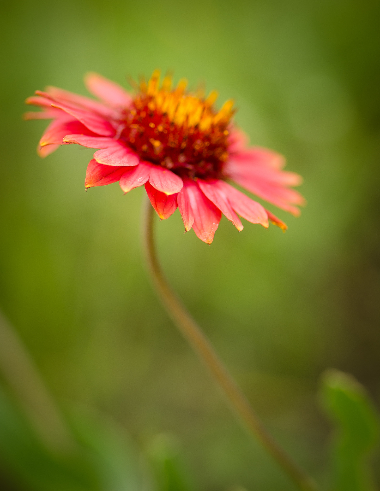 Nikon D7000 + Tamron SP 35mm F1.8 Di VC USD sample photo. Indian blanket photography