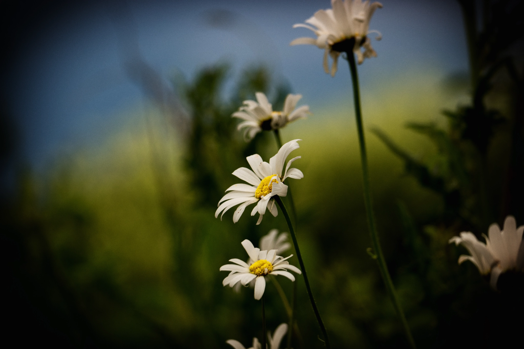 Samsung NX500 + NX 50-200mm F4-5.6 sample photo. Early morning decaying daisies photography