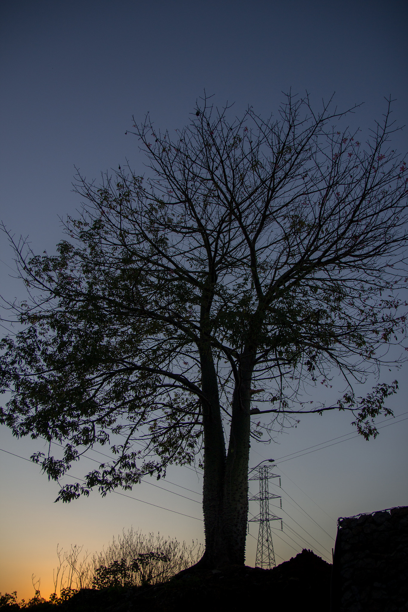 Canon EF-S 17-55mm F2.8 IS USM sample photo. Tree last night photography