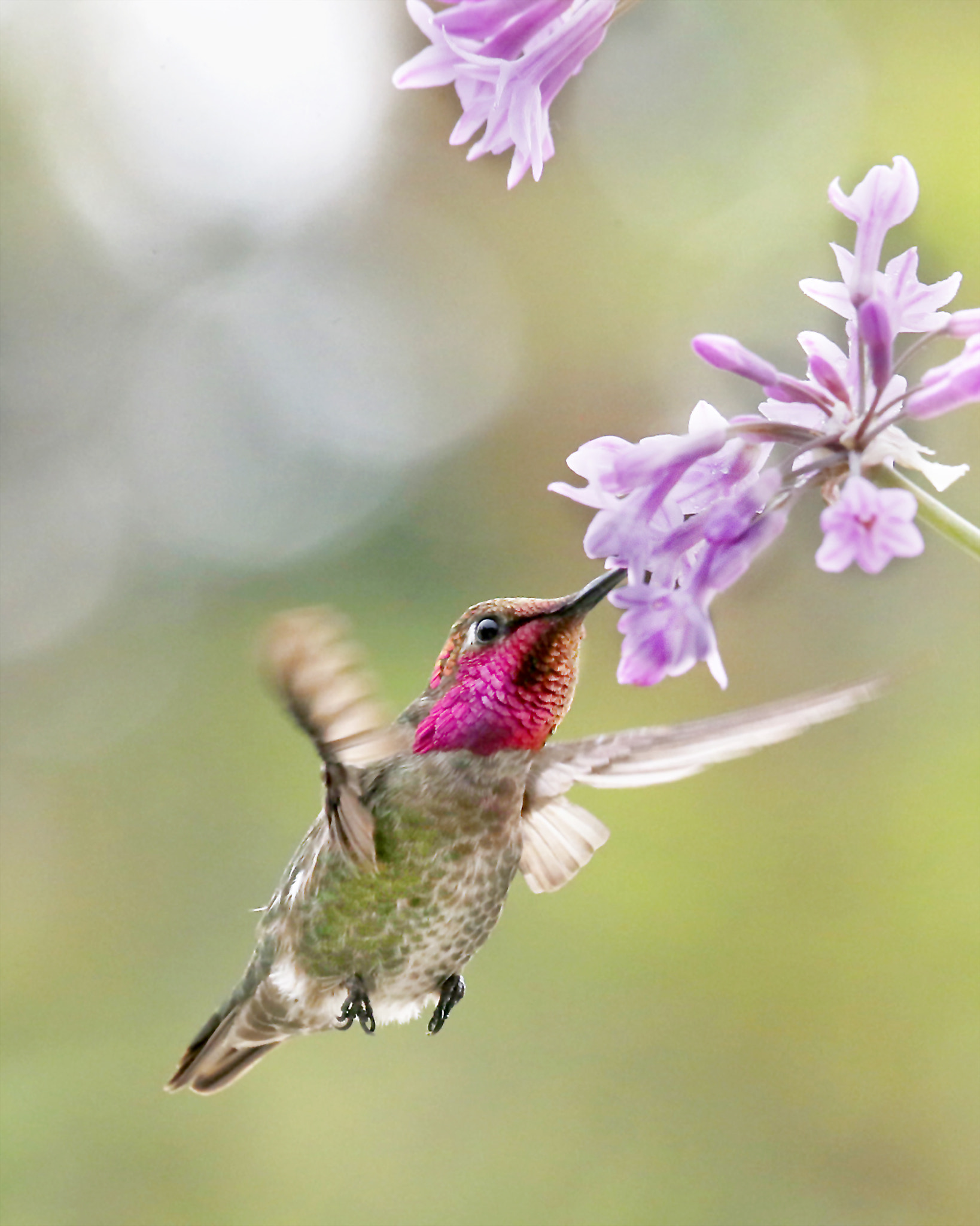 Canon EF 100-400mm F4.5-5.6L IS USM sample photo
