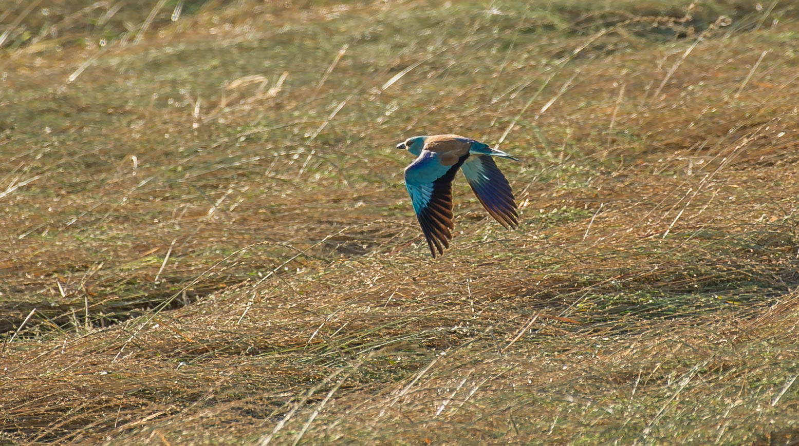 Nikon D3S sample photo. 27660685671.jpg photography
