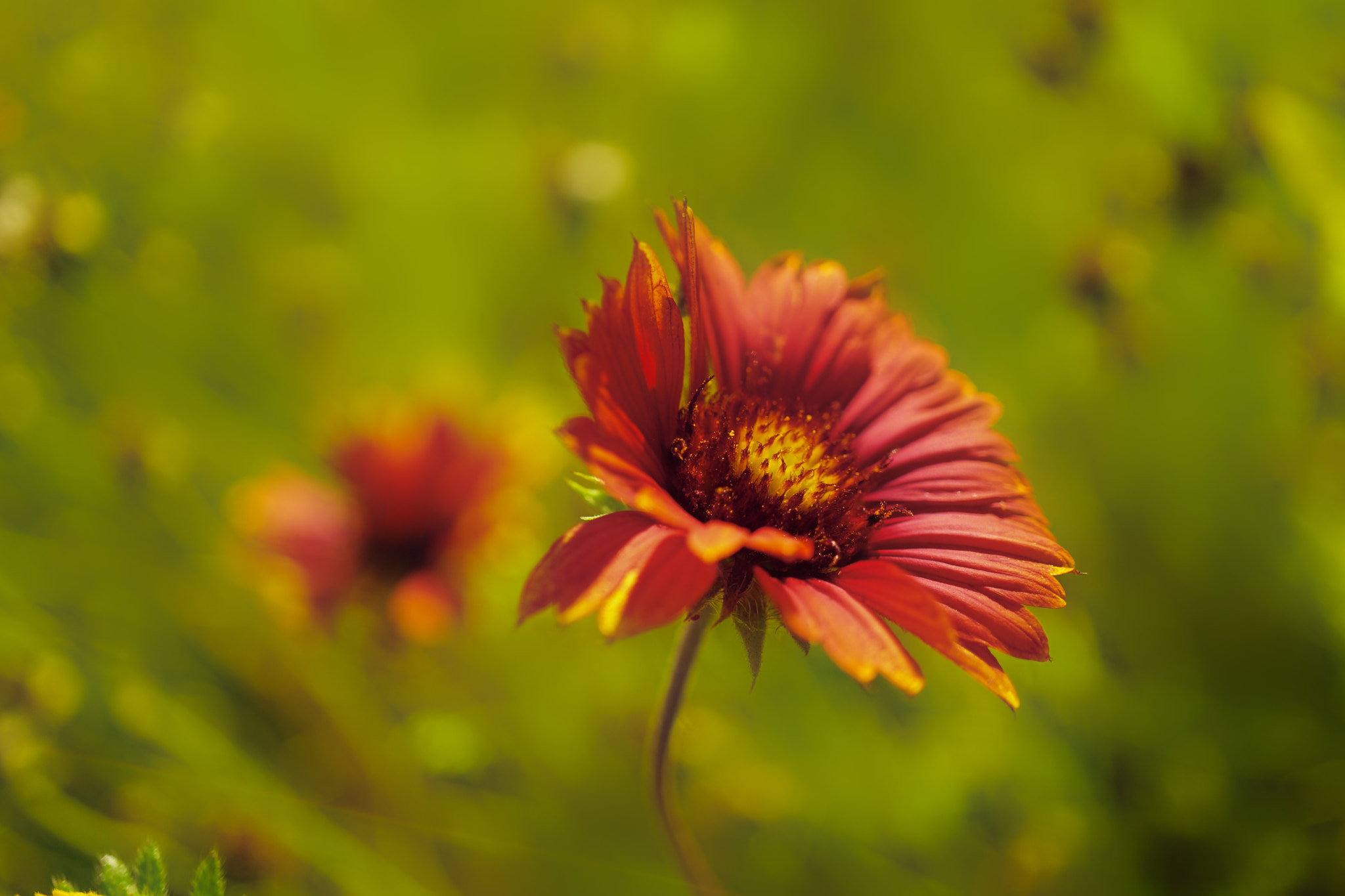 Sony a6000 + Sony E 30mm F3.5 sample photo. Red bliss photography