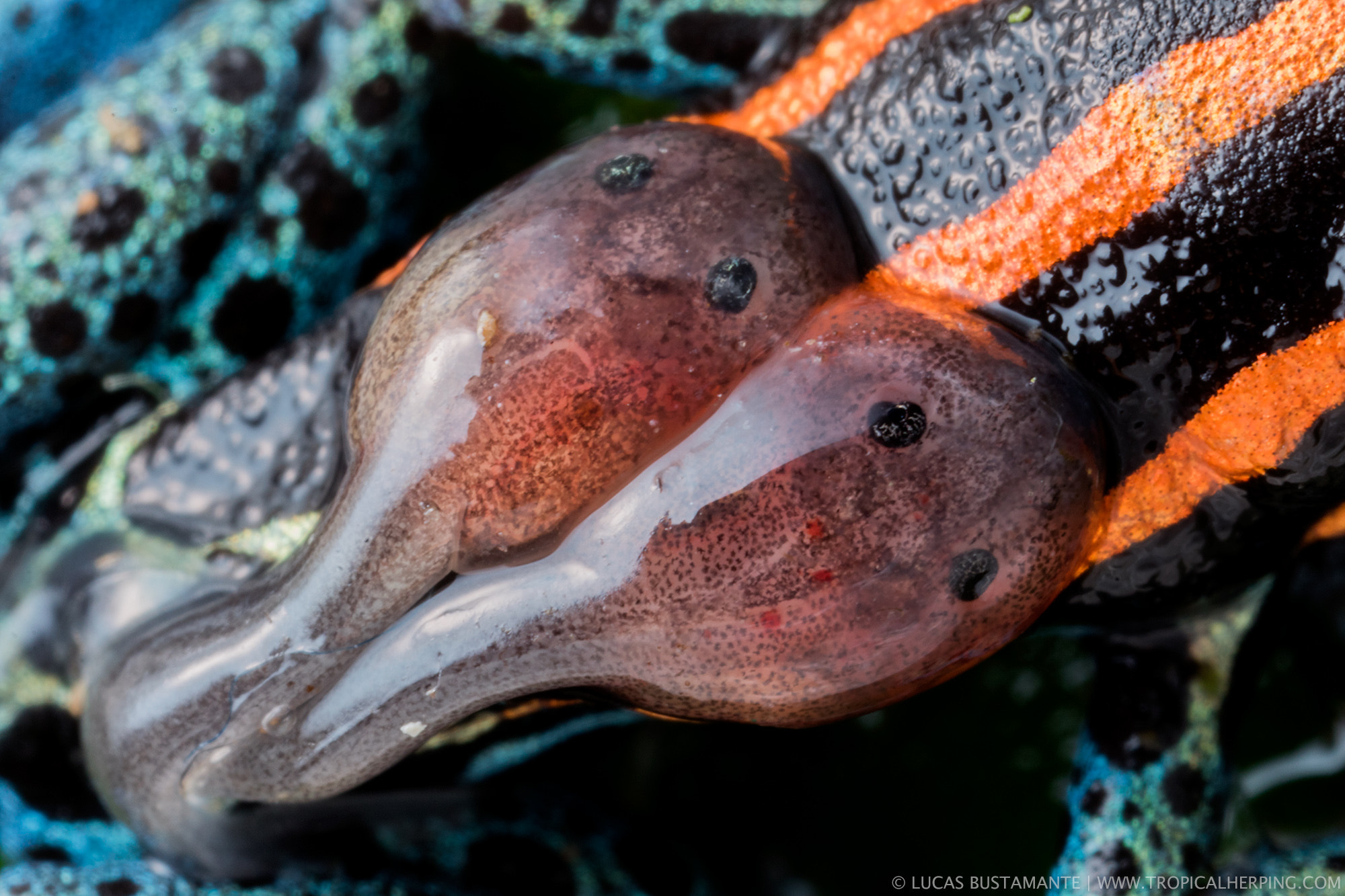 Canon MP-E 65mm F2.5 1-5x Macro Photo sample photo. Amazonian poison-frog photography