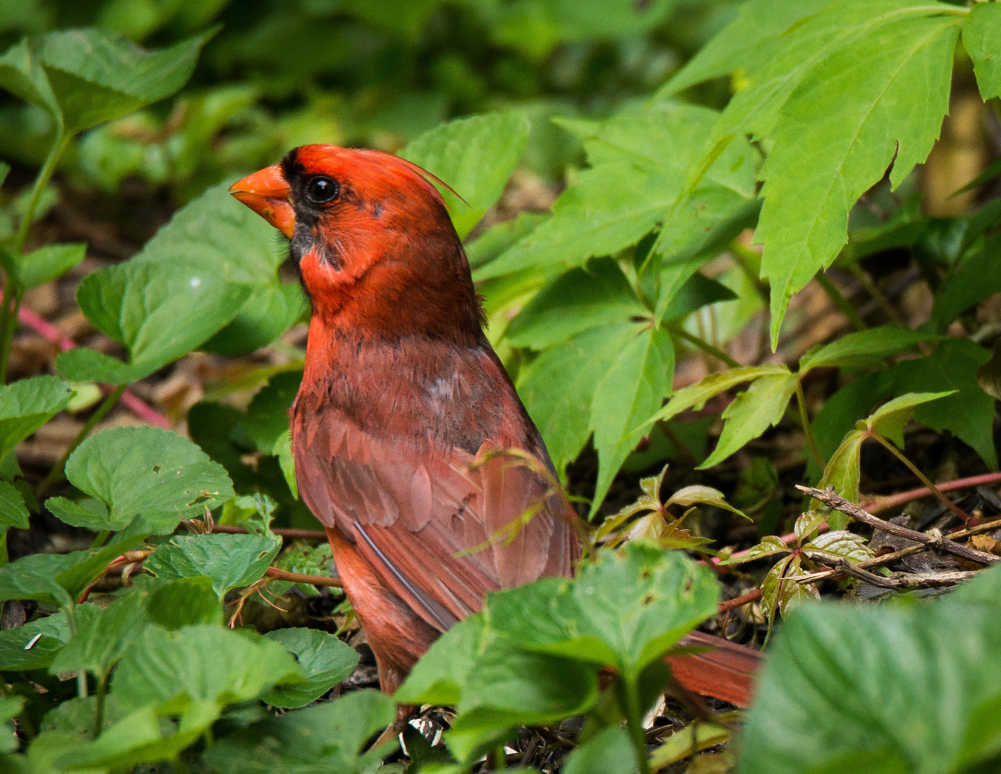 Sony SLT-A77 + Tamron SP 150-600mm F5-6.3 Di VC USD sample photo. Cardinal photography