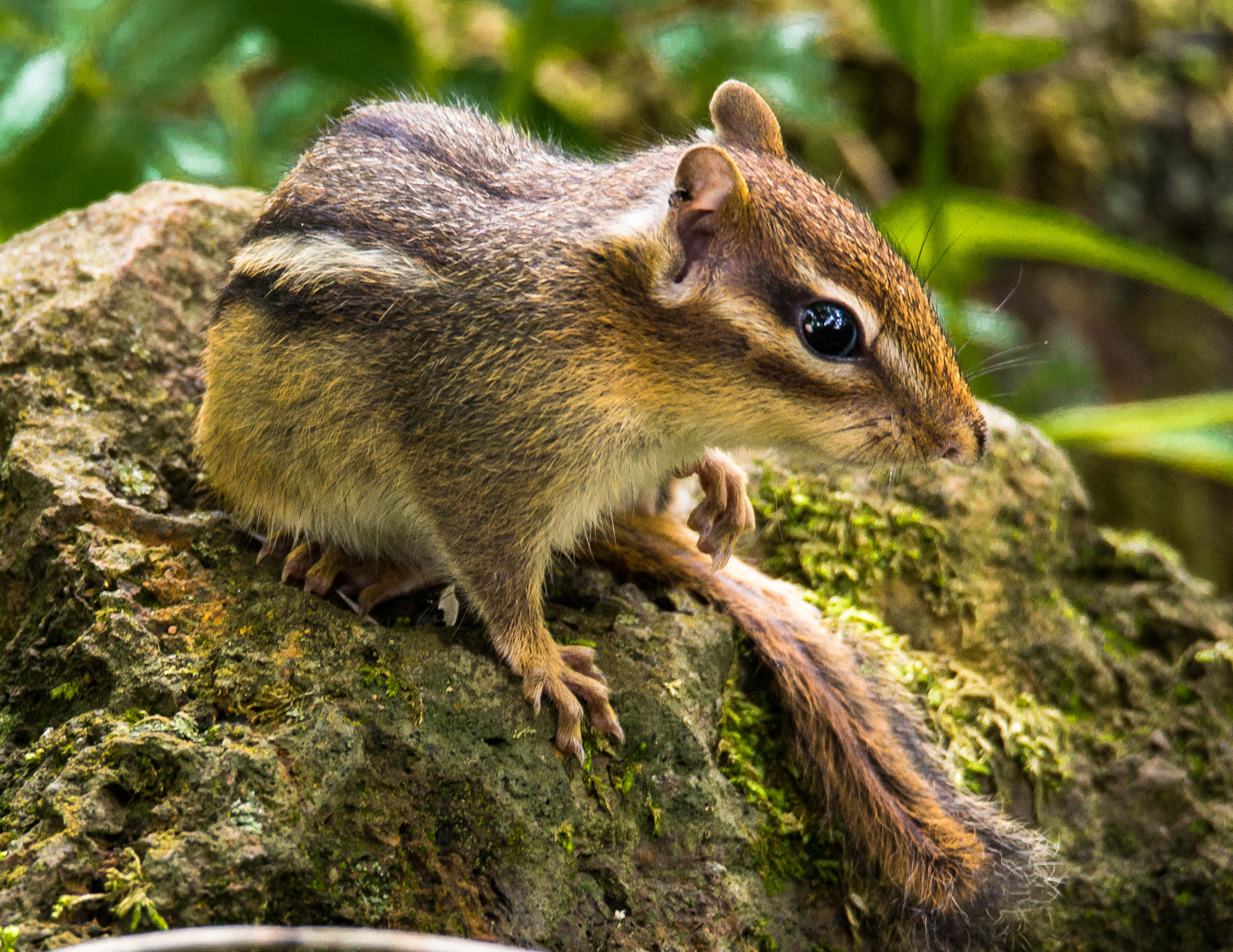 Sony SLT-A77 sample photo. Chipmunk photography