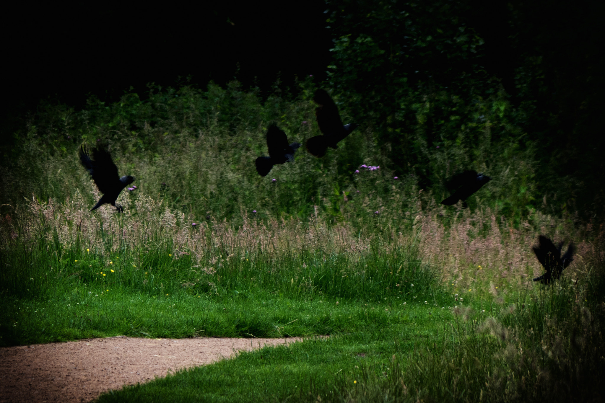 Samsung NX500 + NX 50-200mm F4-5.6 sample photo. Murder (of crows) on the dance floor photography