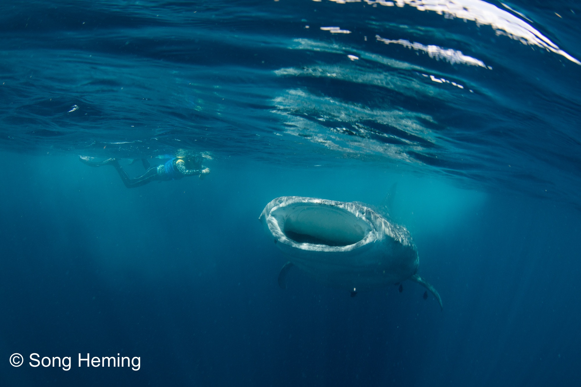 Canon EOS 5DS R + Canon EF 8-15mm F4L Fisheye USM sample photo. Swimming with big big big whaleshark photography
