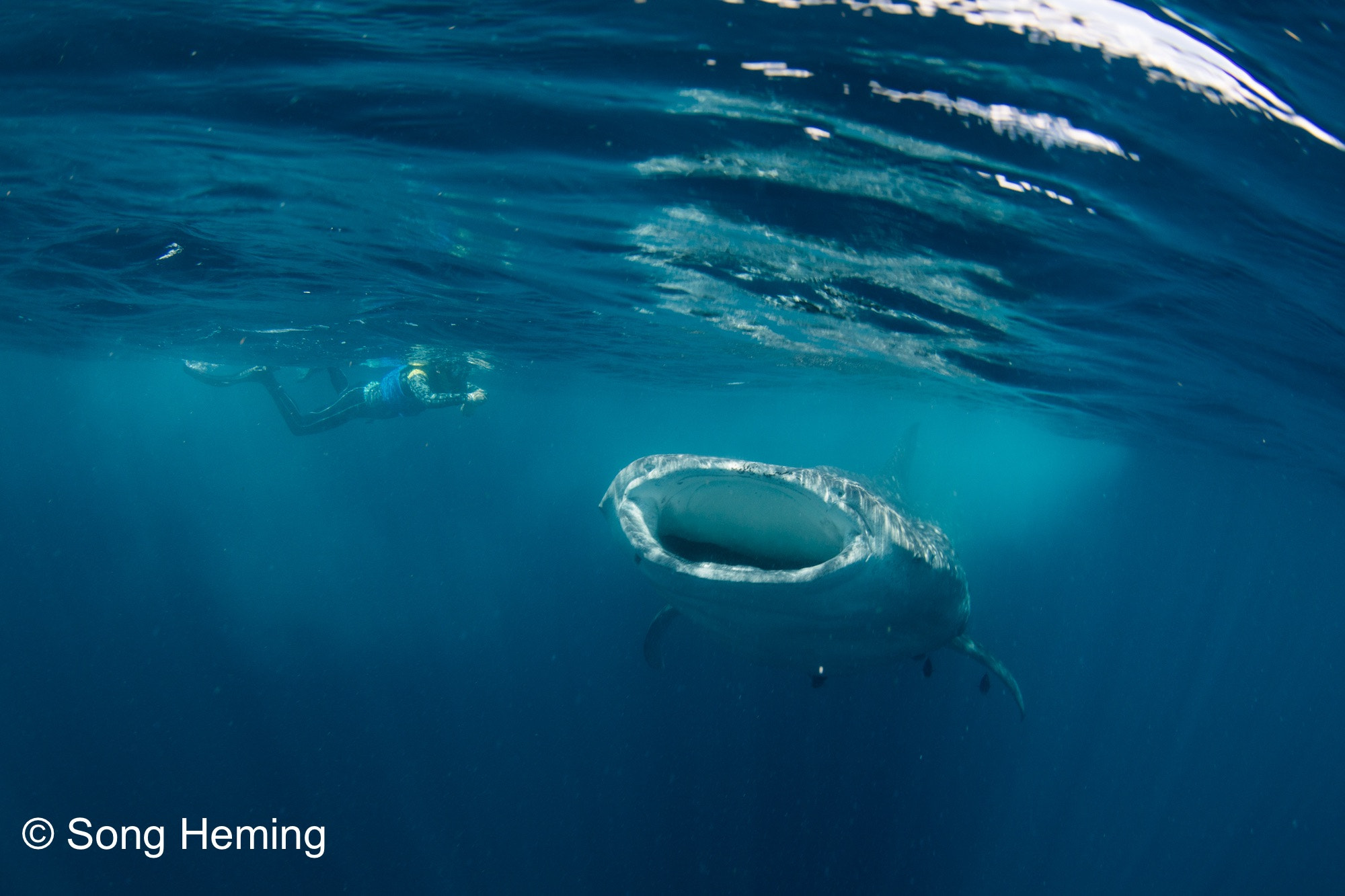 Canon EF 8-15mm F4L Fisheye USM sample photo. Swimming with big big big whaleshark photography