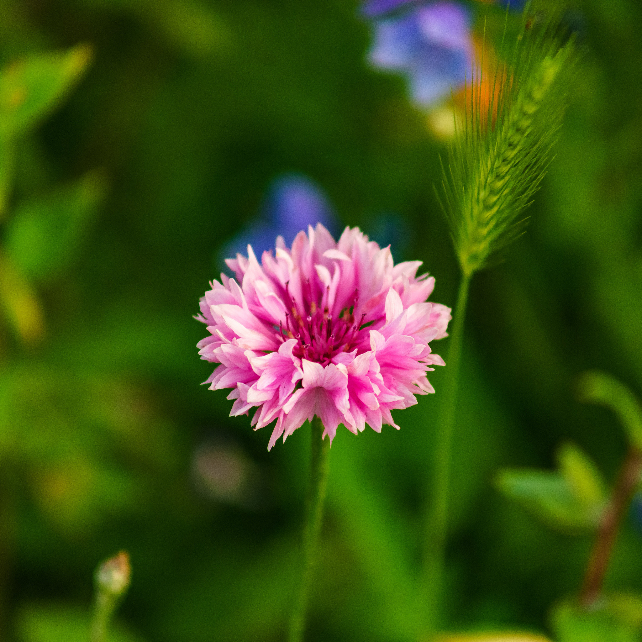 Minolta AF 70-210mm F4 Macro sample photo. Flower photography