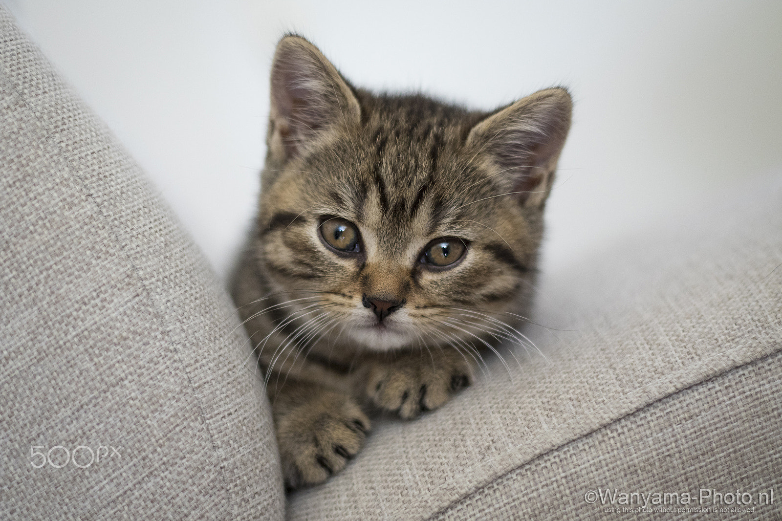 Canon EOS 7D Mark II + Canon EF 50mm F1.8 II sample photo. Curious kitten photography