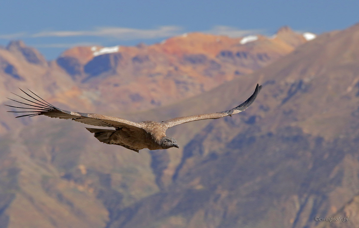 Canon EF 70-200mm F4L IS USM sample photo. El condor photography
