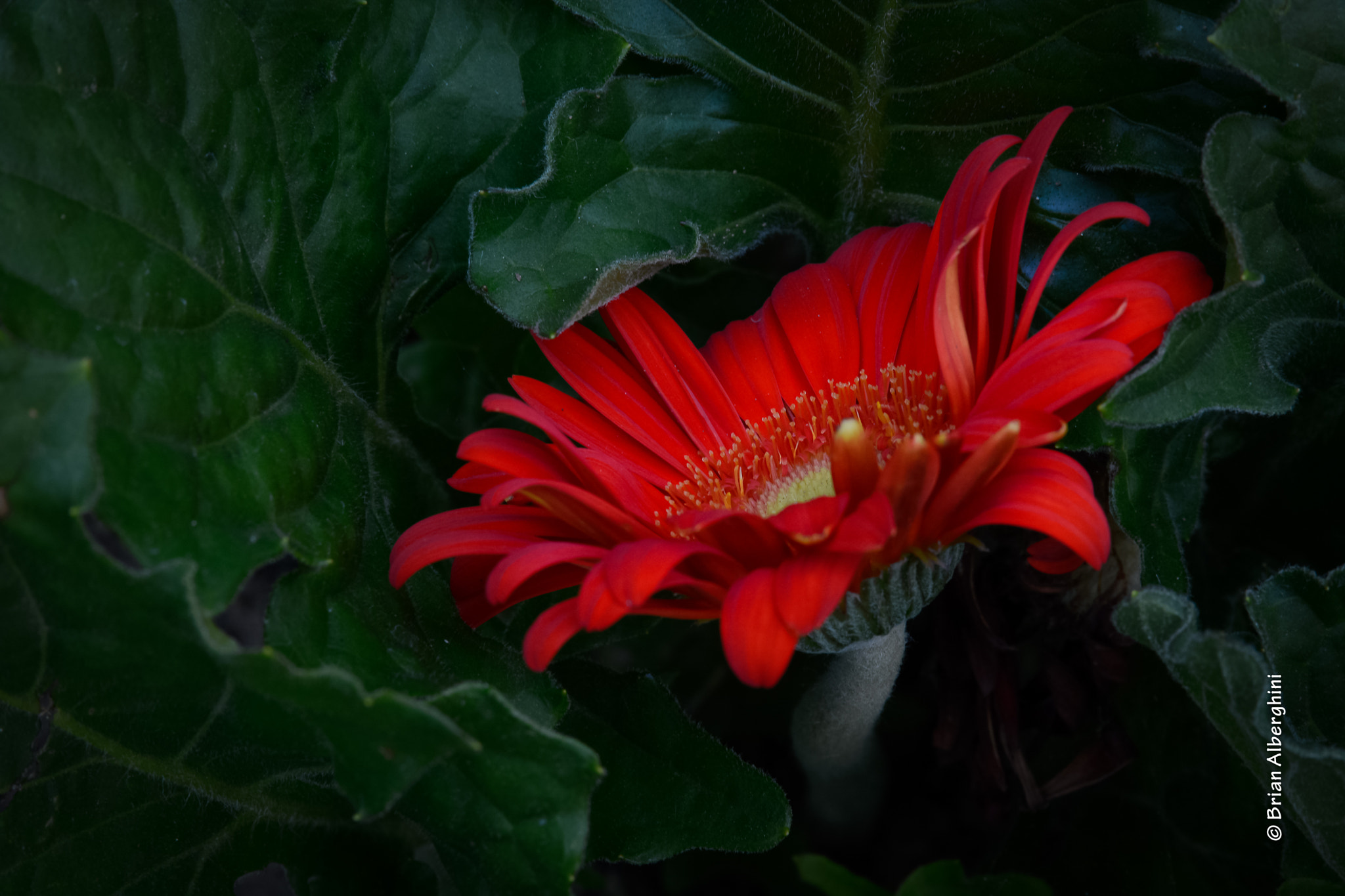 Nikon D7100 + Sigma 24-105mm F4 DG OS HSM Art sample photo. Daisy photography