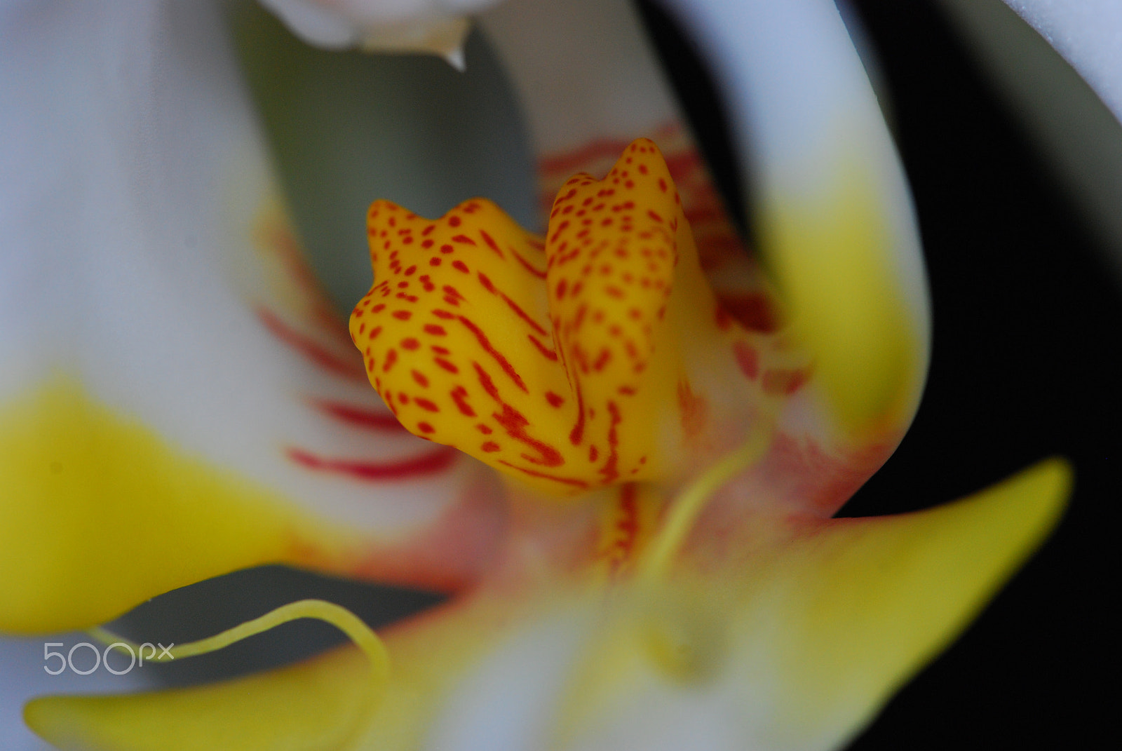 Sigma 105mm F2.8 EX DG OS HSM sample photo. Flower center.jpg photography