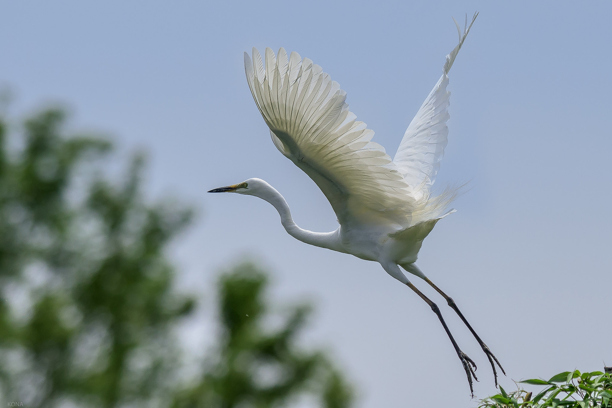 Nikon AF-S Nikkor 400mm F2.8G ED VR II sample photo. Sagi photography