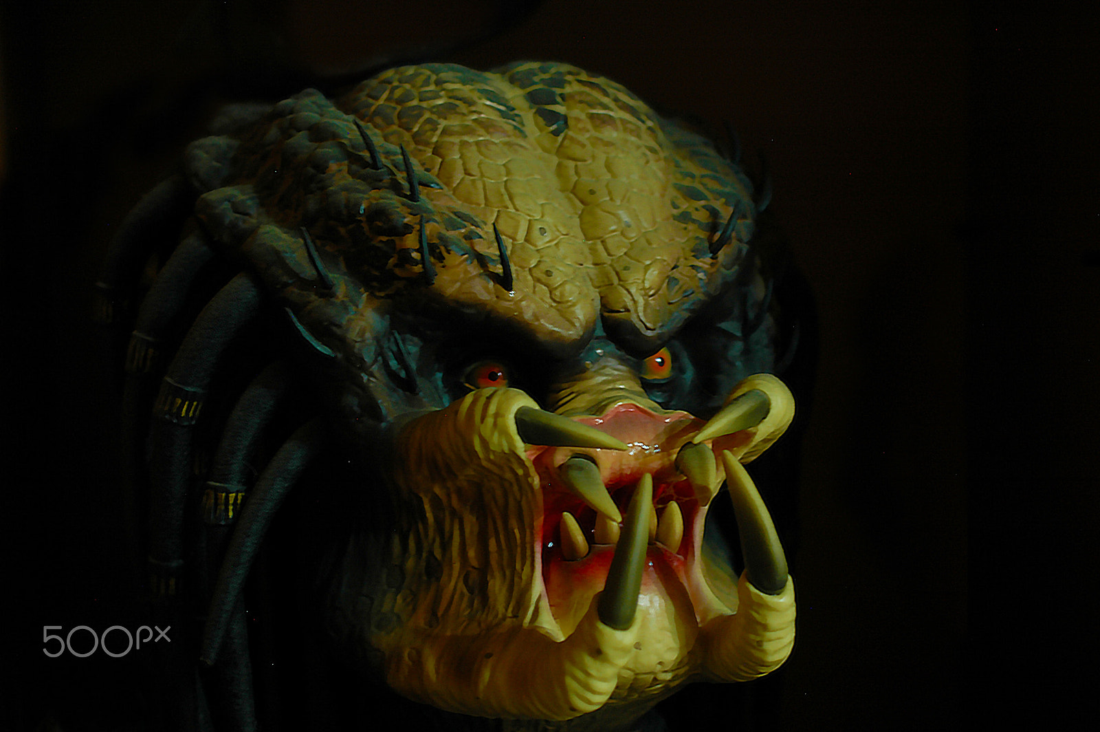 Nikon D70 sample photo. Predator photography