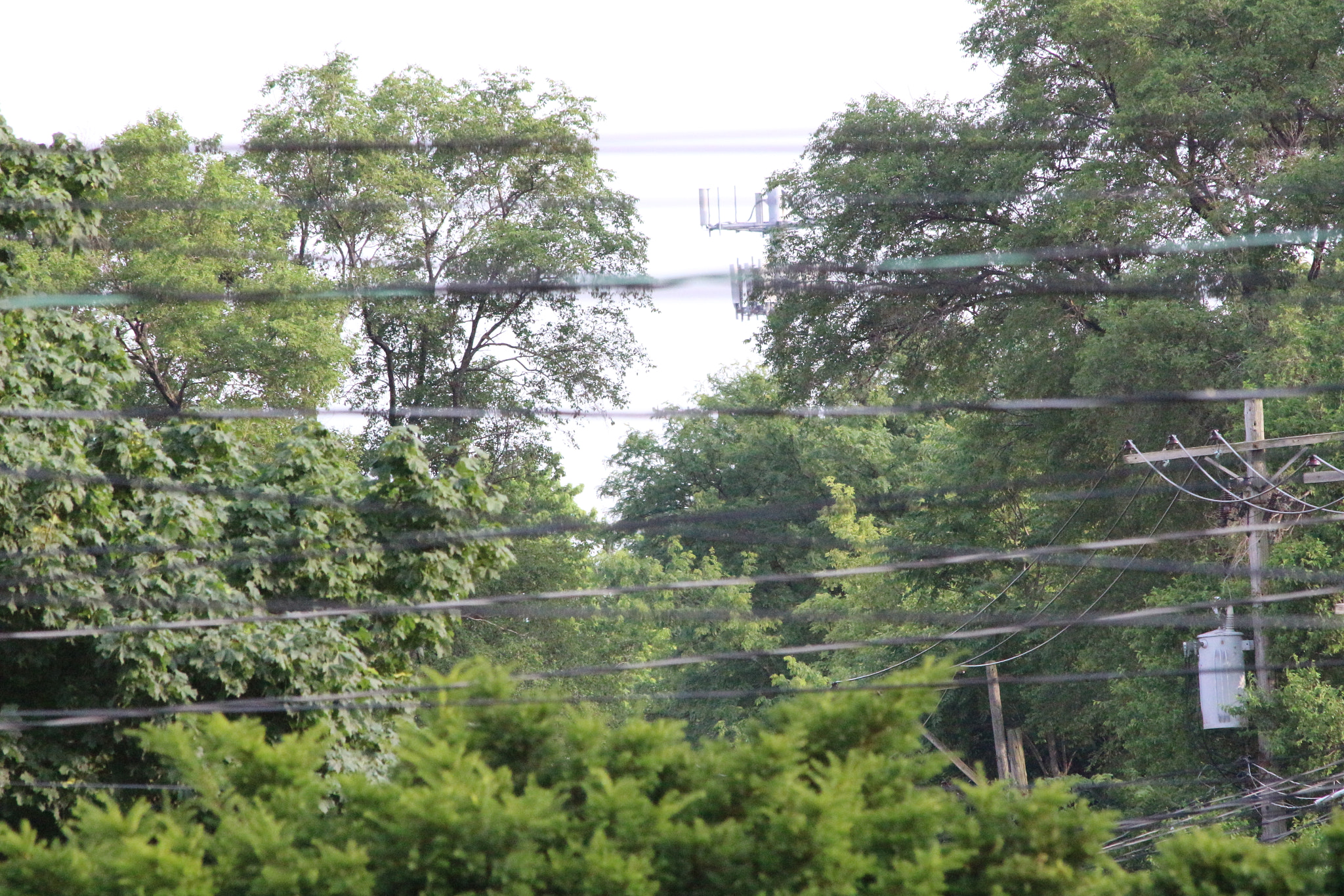 Canon EOS 100D (EOS Rebel SL1 / EOS Kiss X7) sample photo. Among trees photography