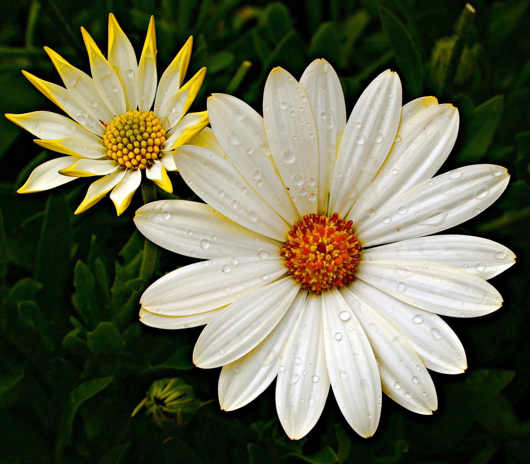 Tamron SP 70-200mm F2.8 Di VC USD sample photo. A pair of daisies photography