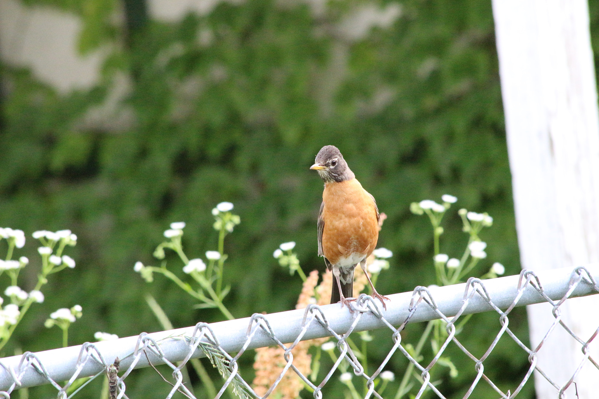 Canon EOS 100D (EOS Rebel SL1 / EOS Kiss X7) sample photo. Maestro photography