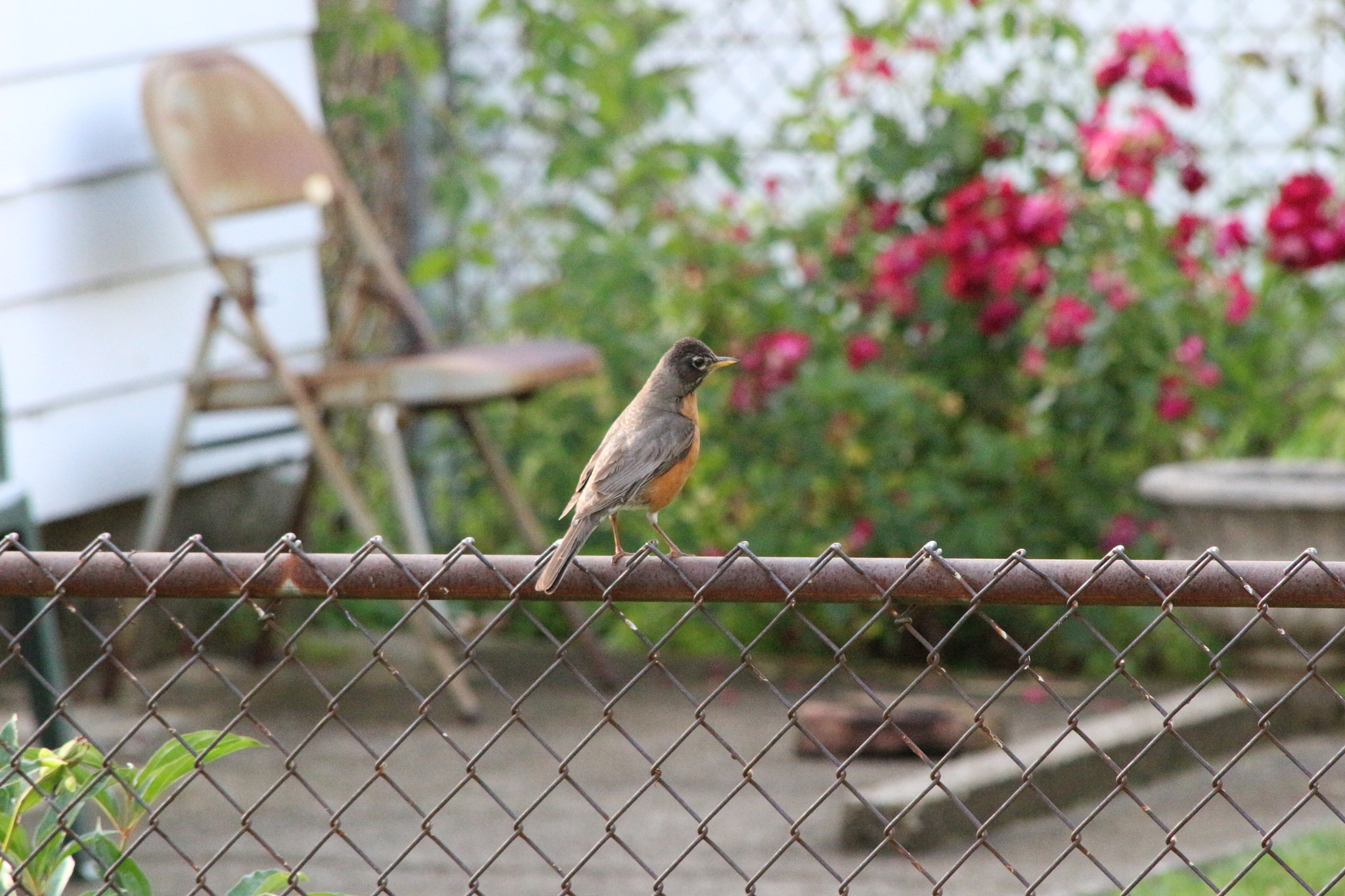 Canon EOS 100D (EOS Rebel SL1 / EOS Kiss X7) sample photo. And here he is, maestro coolin it photography