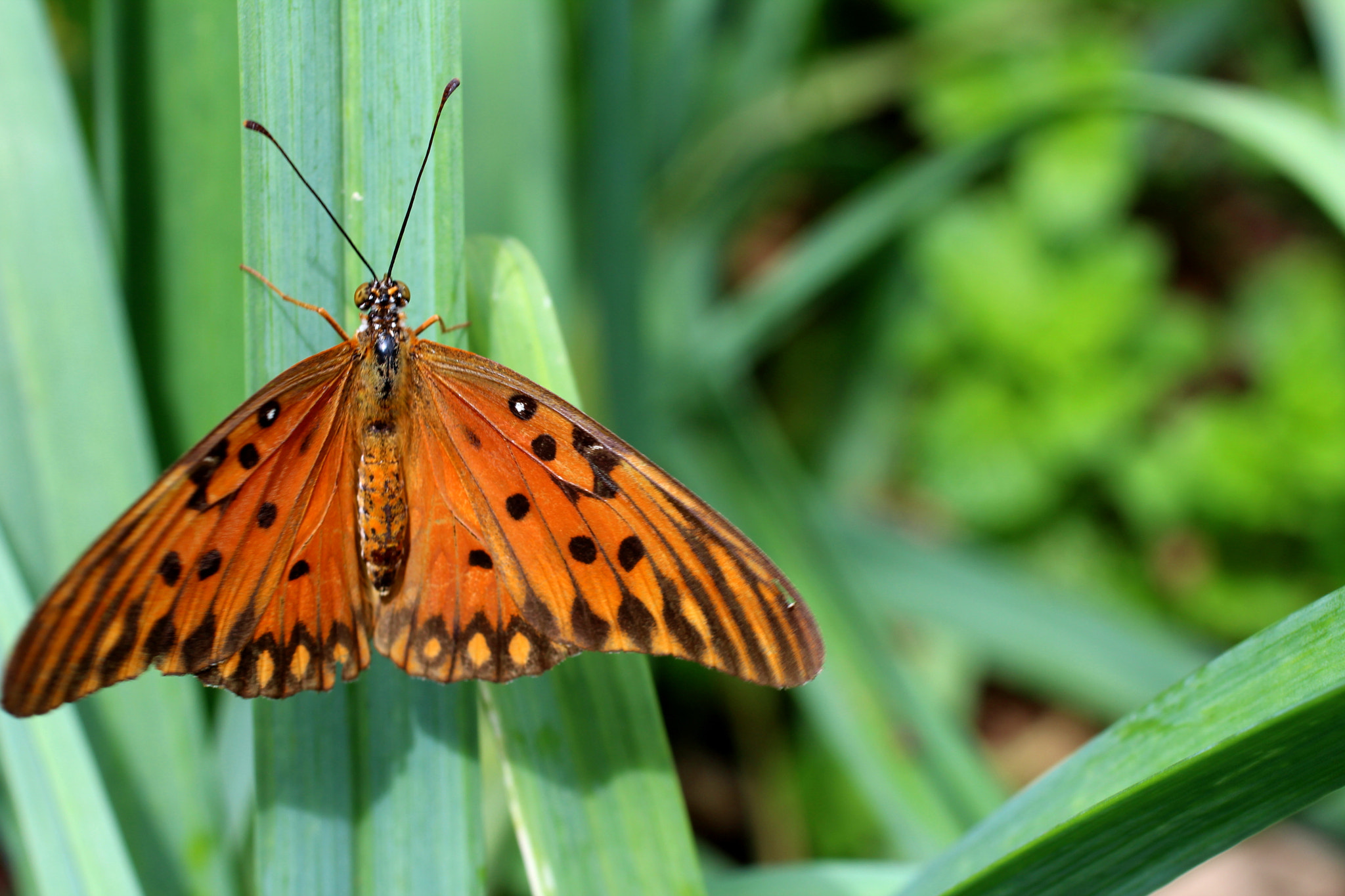 Canon EF 50mm F2.5 Macro sample photo. Laranja photography
