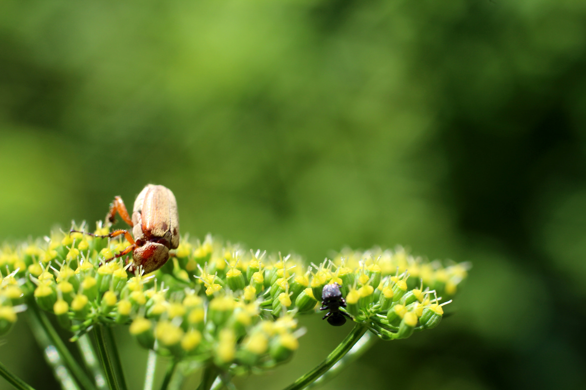 Canon EF 50mm F2.5 Macro sample photo. Perigo! photography