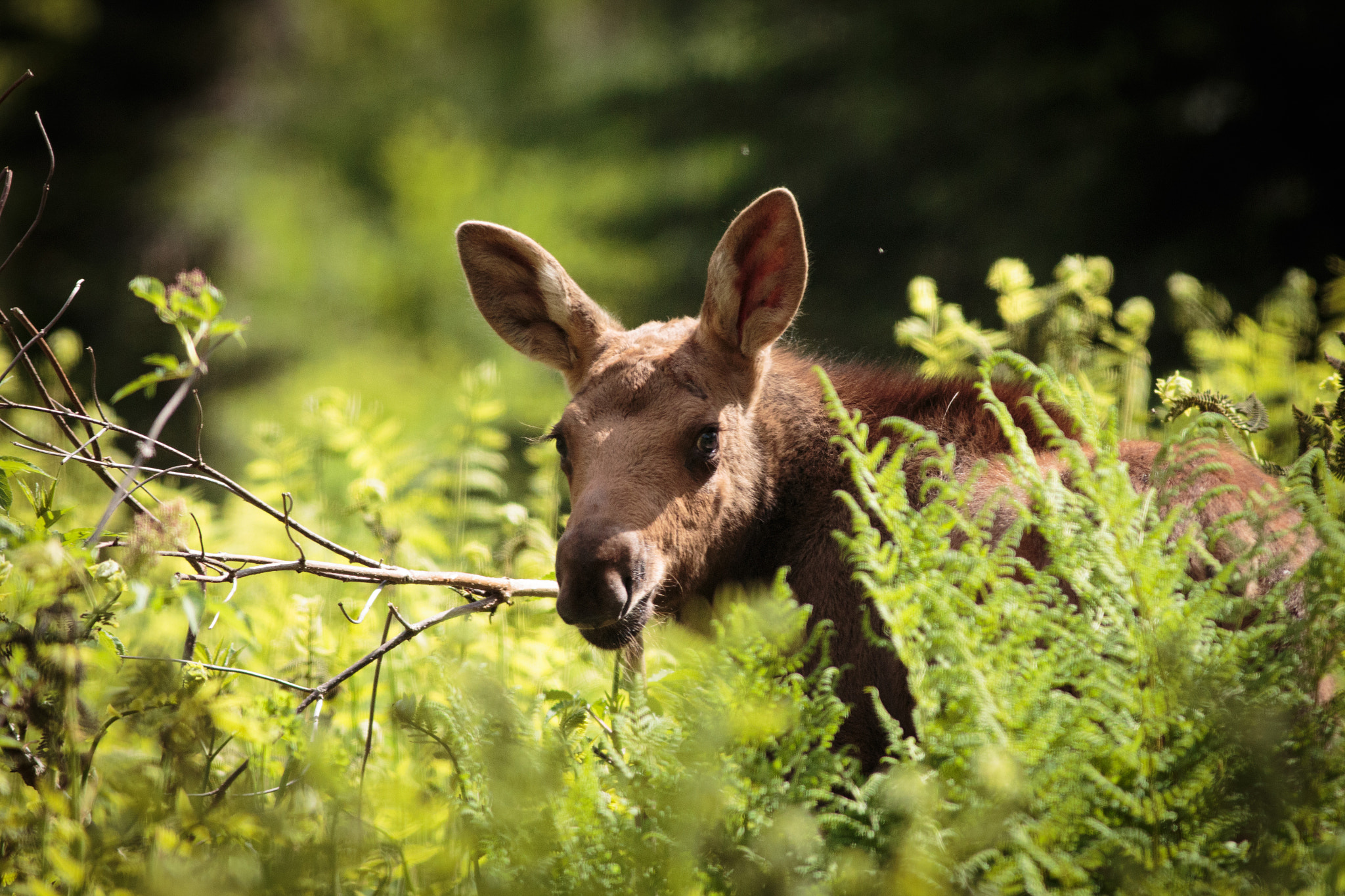 Canon EOS 700D (EOS Rebel T5i / EOS Kiss X7i) + Canon EF 400mm F5.6L USM sample photo. Baby moose photography