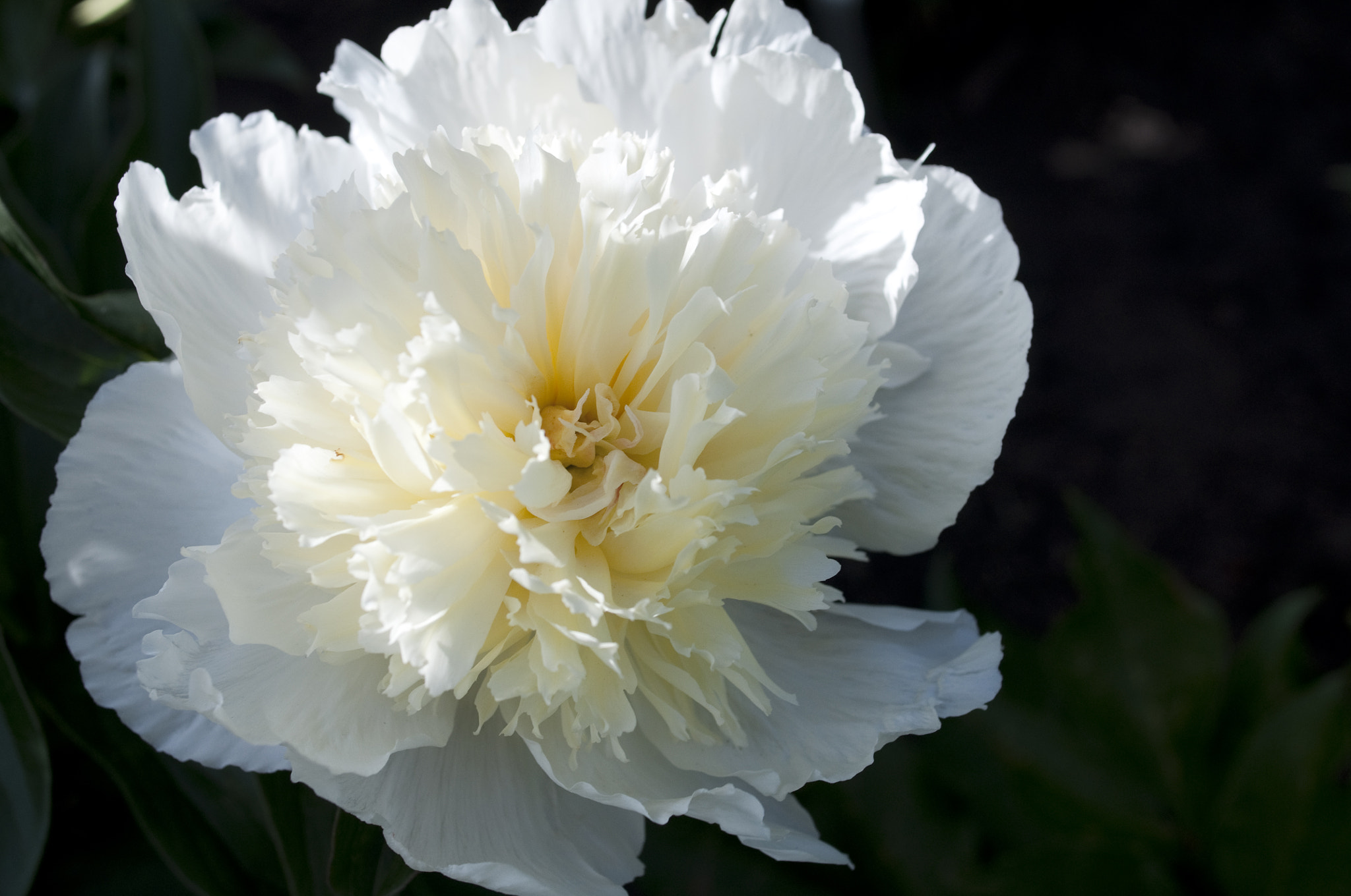 Nikon D90 + Nikon AF-S Nikkor 28mm F1.8G sample photo. White peony photography