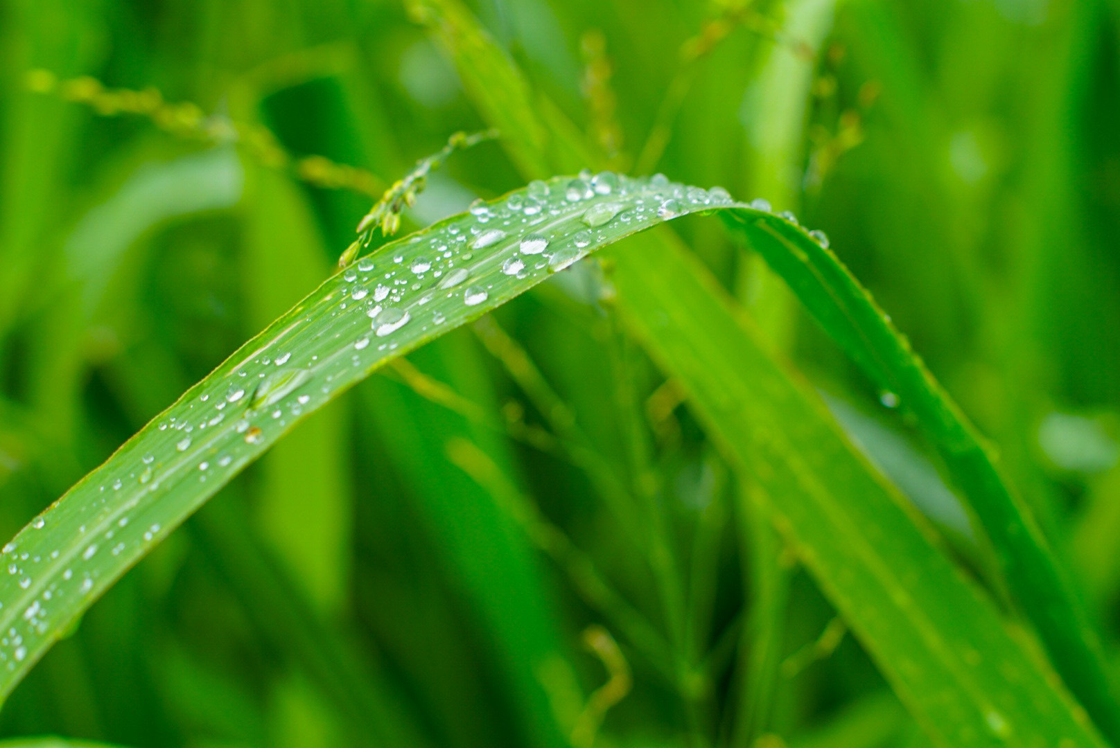 Sony DT 50mm F1.8 SAM sample photo. After the rain iii photography