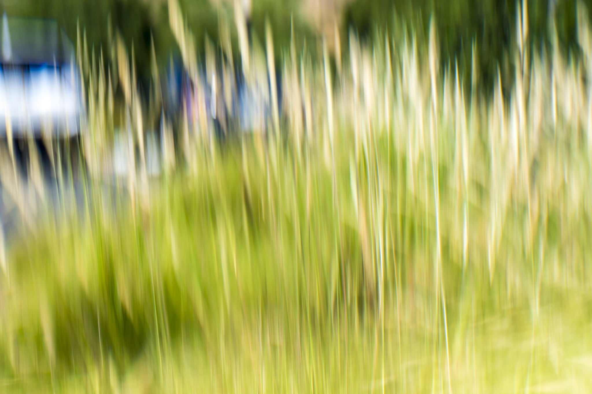 Sony a6300 + E 60mm F2.8 sample photo. Abstract-grasses 4236 photography