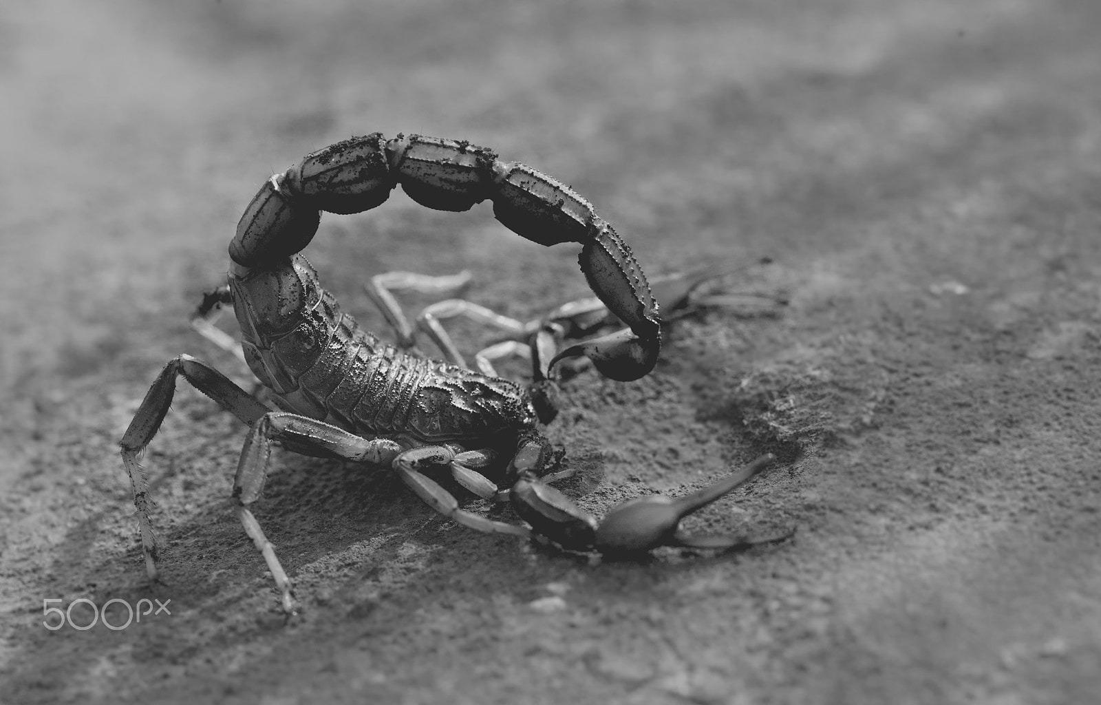 Nikon D700 + Sigma 50mm F2.8 EX DG Macro sample photo. The scorpion photography