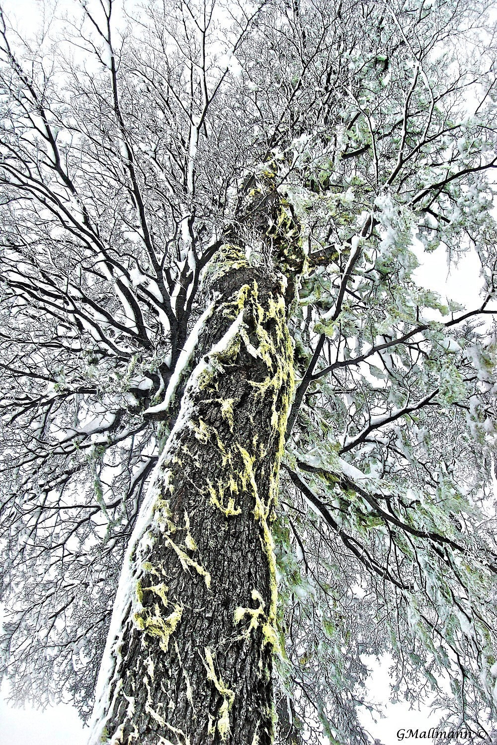 Sony DSC-W200 sample photo. Frozen tree photography