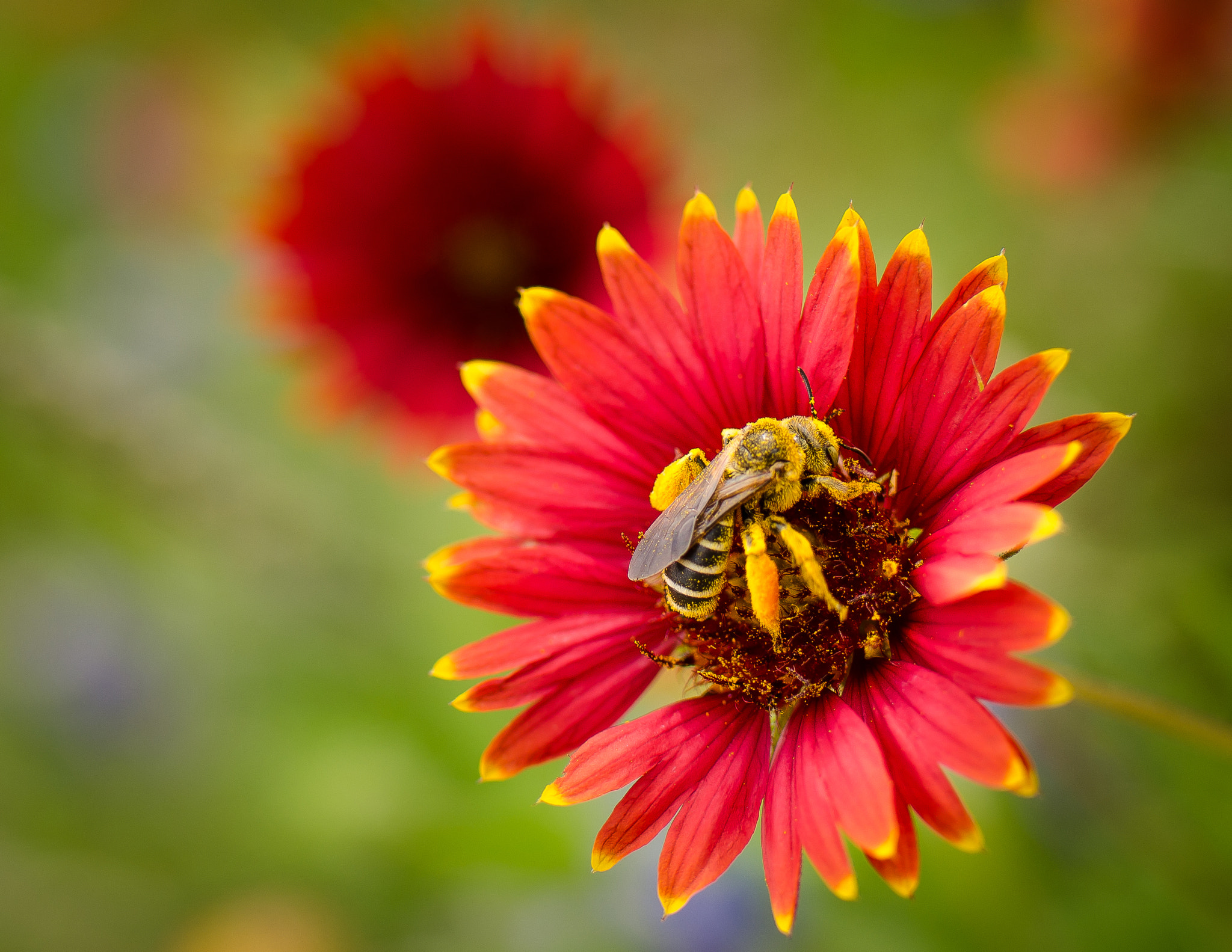 Nikon D7000 + Tamron SP 35mm F1.8 Di VC USD sample photo. Indian blanket & bee photography