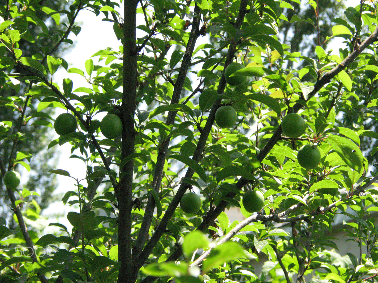Canon POWERSHOT TX1 sample photo. Img_1255.jpg photography