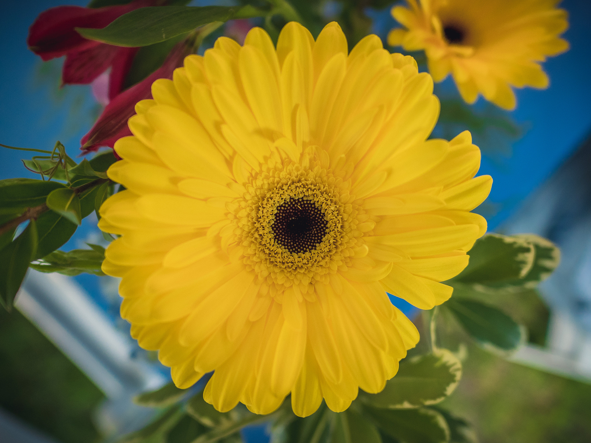 LEICA DG SUMMILUX 15/F1.7 sample photo. Bright yellow photography