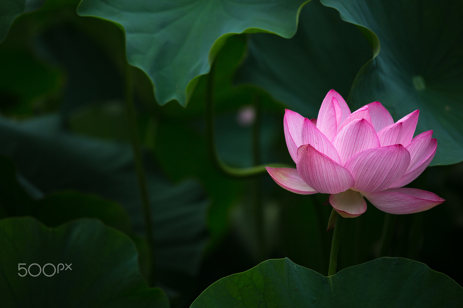 Canon EF 70-200mm F4L IS USM sample photo. Lotus photography