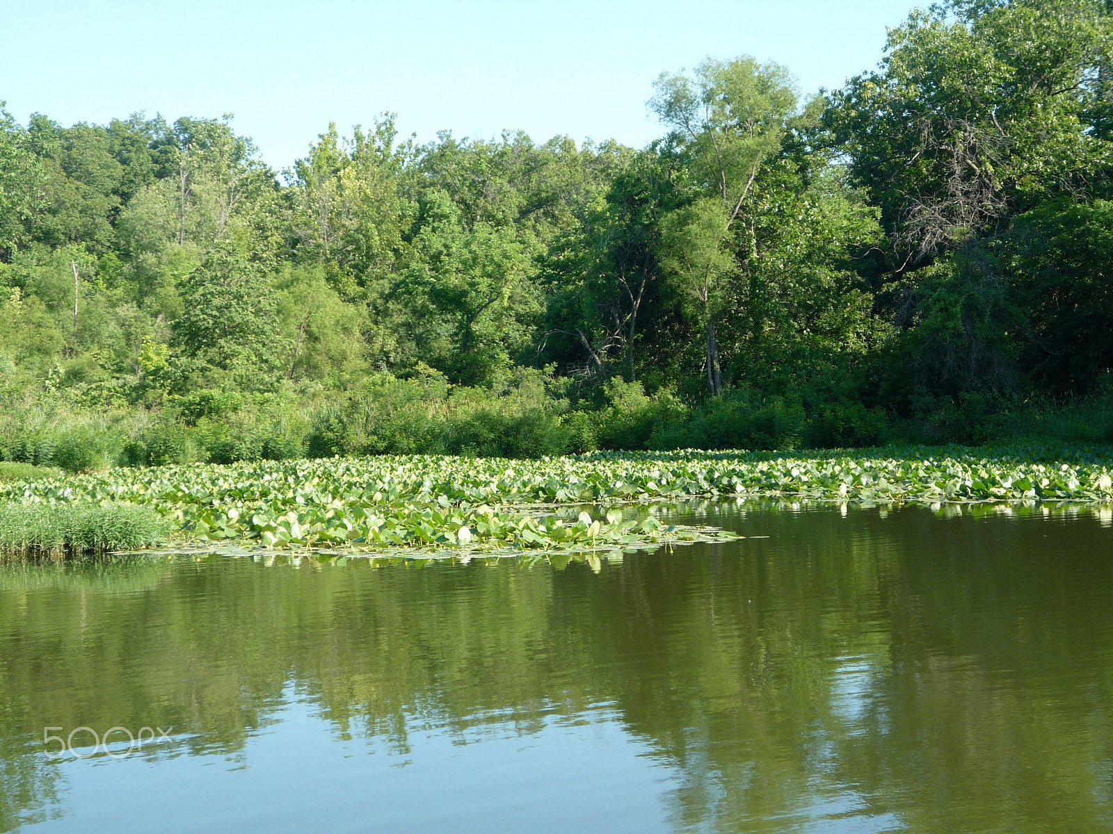 Panasonic DMC-FS5 sample photo. Lilly pads photography