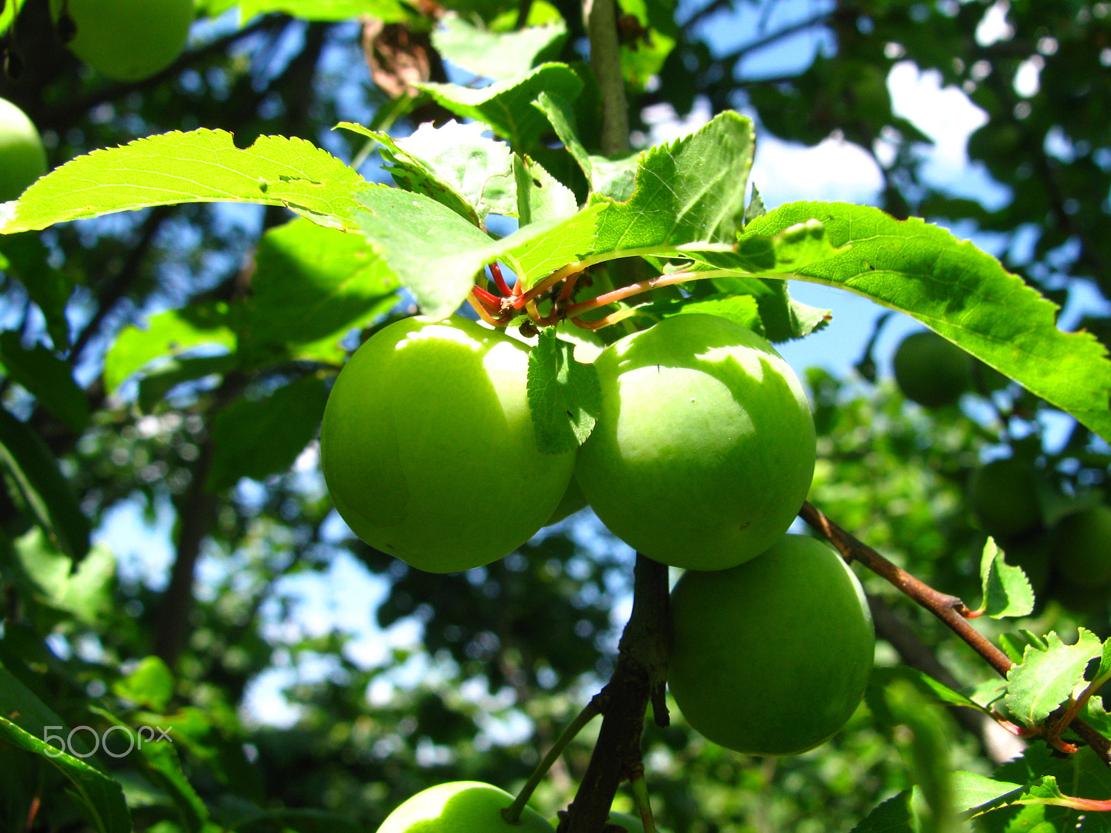 Canon POWERSHOT TX1 sample photo. Img_1362.jpg photography