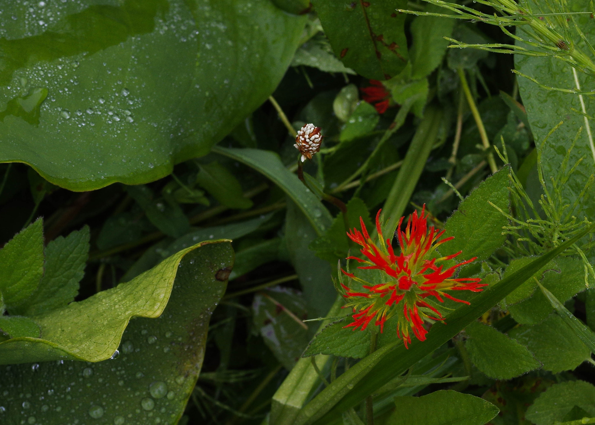 Pentax K-3 + Pentax smc DA 40mm F2.8 Limited sample photo. Paintbrush photography