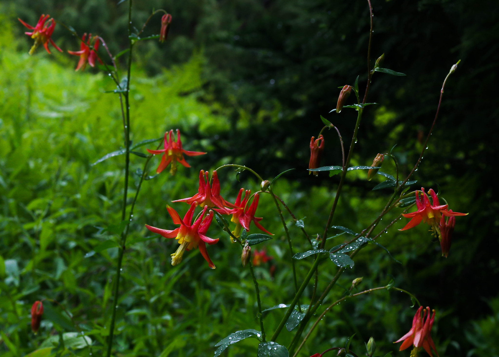 Pentax K-3 + Pentax smc DA 40mm F2.8 Limited sample photo. Columbine photography