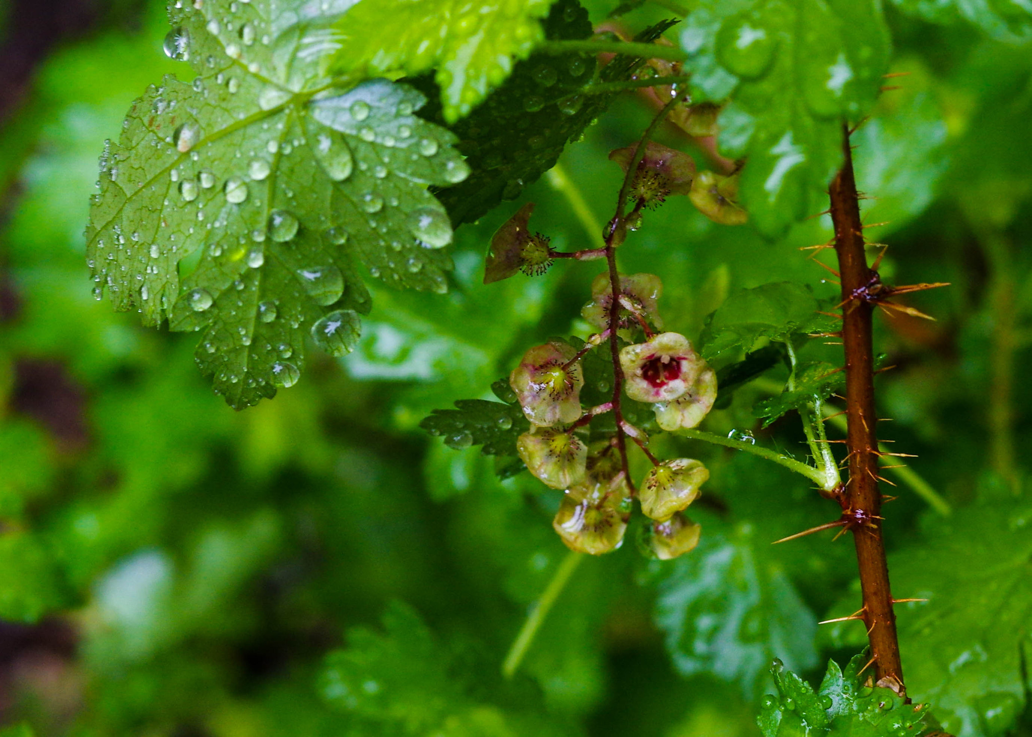 Pentax K-3 + Pentax smc DA 40mm F2.8 Limited sample photo. Currant flowers photography