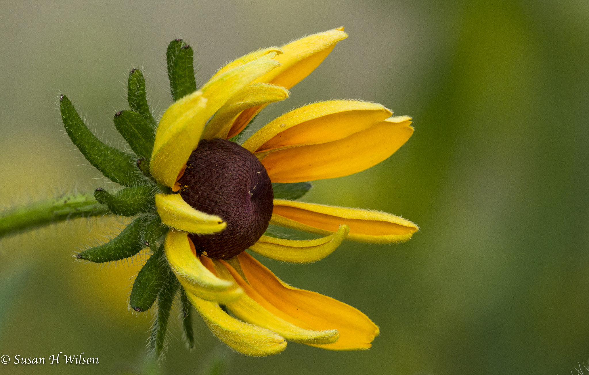 Canon EF 180mm F3.5L Macro USM sample photo. New opening photography