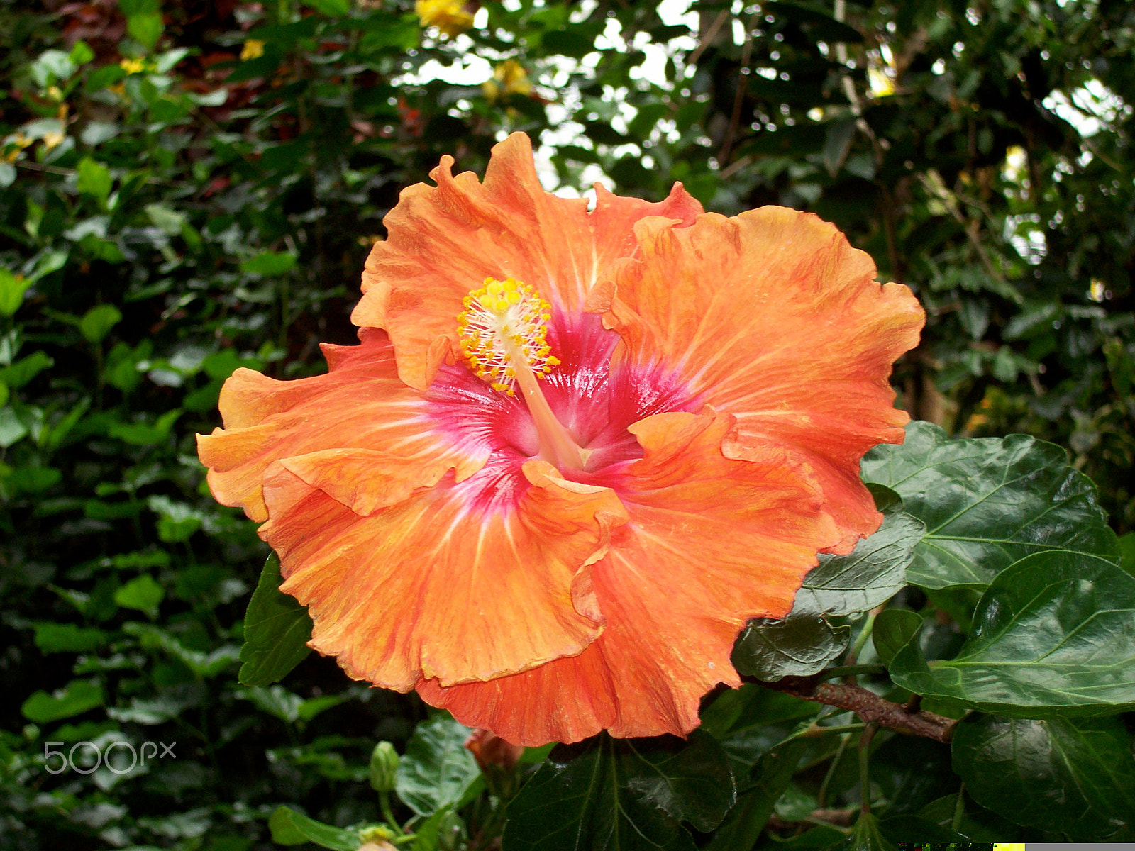 Kodak C330 ZOOM DIGITAL CAMERA sample photo. Hibiscus photography
