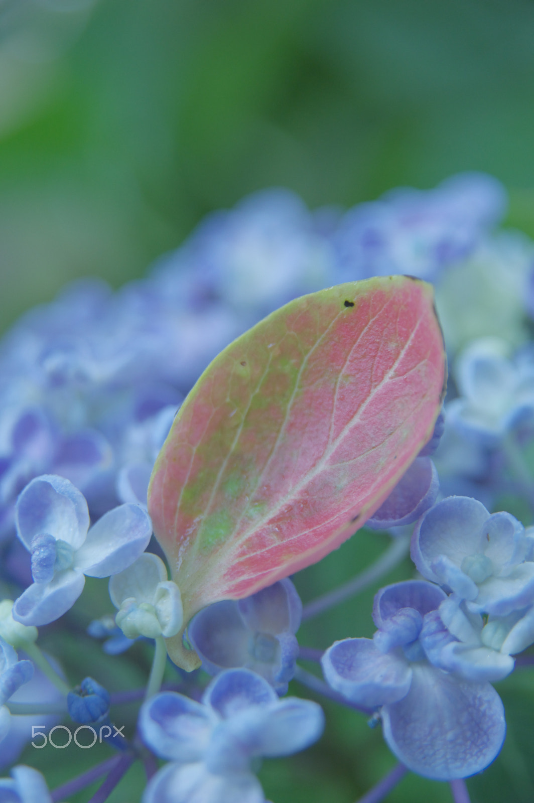 Sigma 17-70mm F2.8-4.5 DC Macro sample photo. Parting gift photography