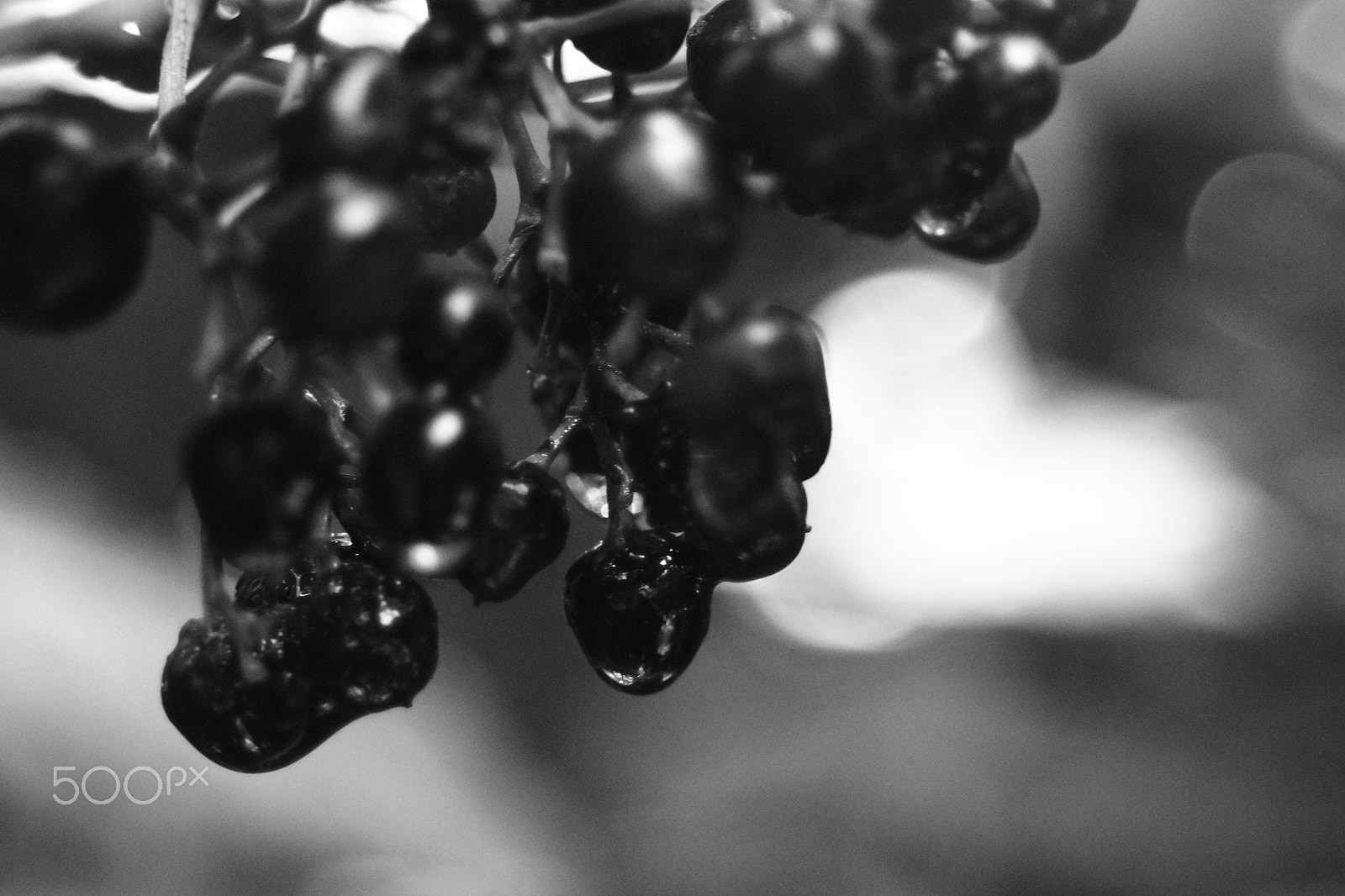Canon EF 28-80mm f/3.5-5.6 USM IV sample photo. Enfoque photography