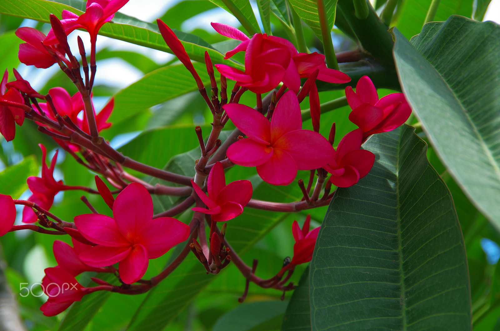 Pentax K-5 IIs sample photo. Tropical flowers photography